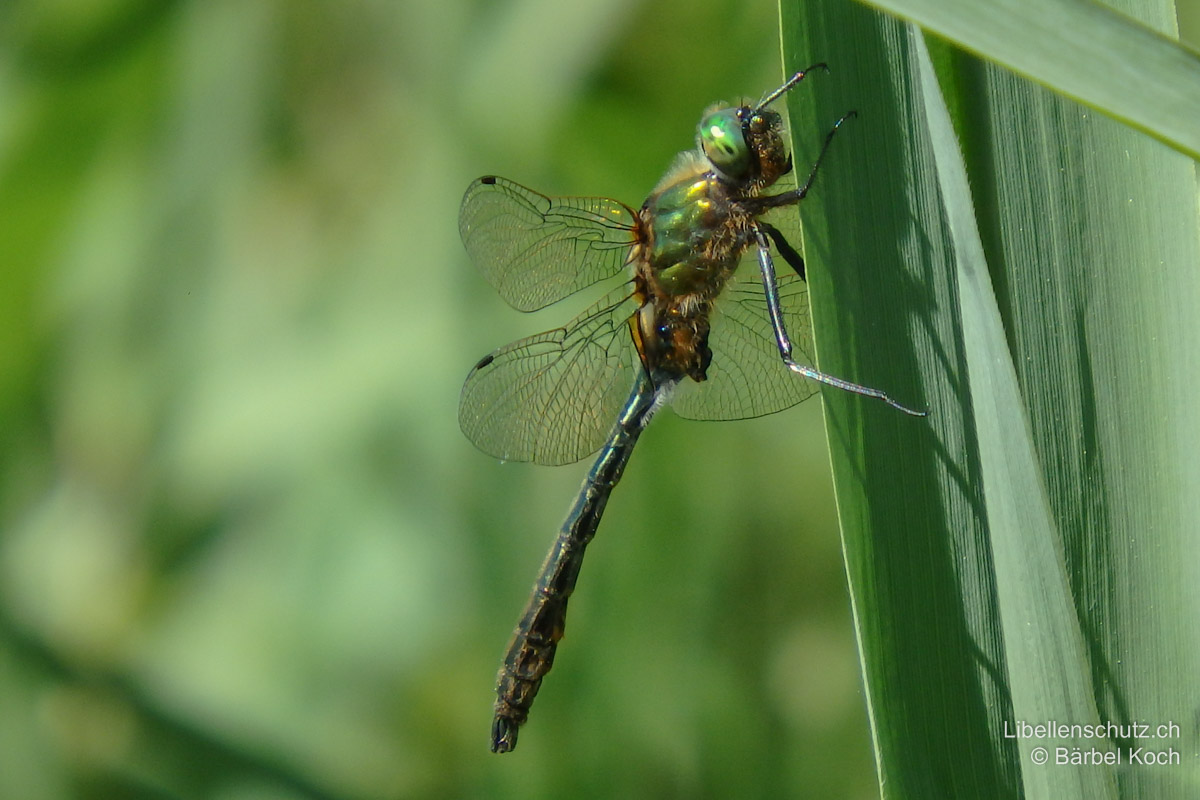 Falkenlibelle (<i>Cordulia aenea</i>), Männchen. Auffällig sind die langen braunen Haare am Thorax.