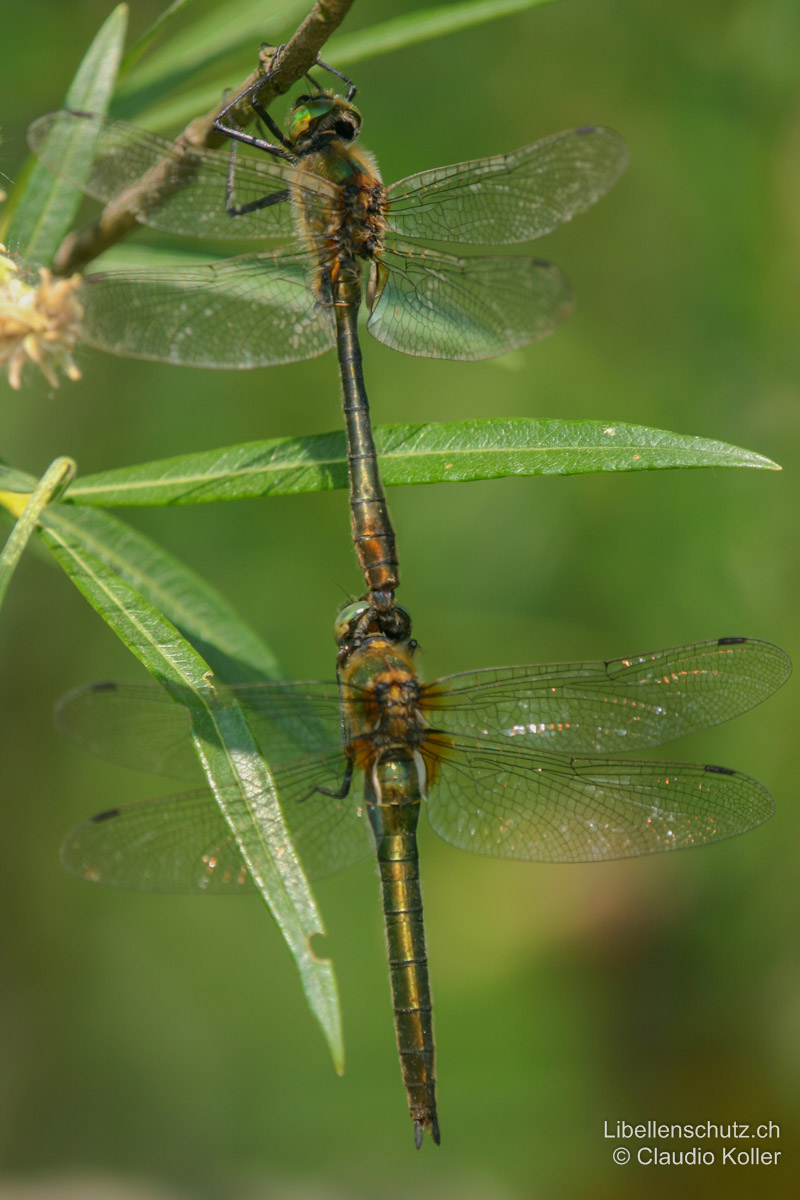 Falkenlibelle (<i>Cordulia aenea</i>), Tandem. Hinterleib des Männchens tailliert und mit keulenförmigem Ende, Weibchen mit konisch geformtem Abdomen.