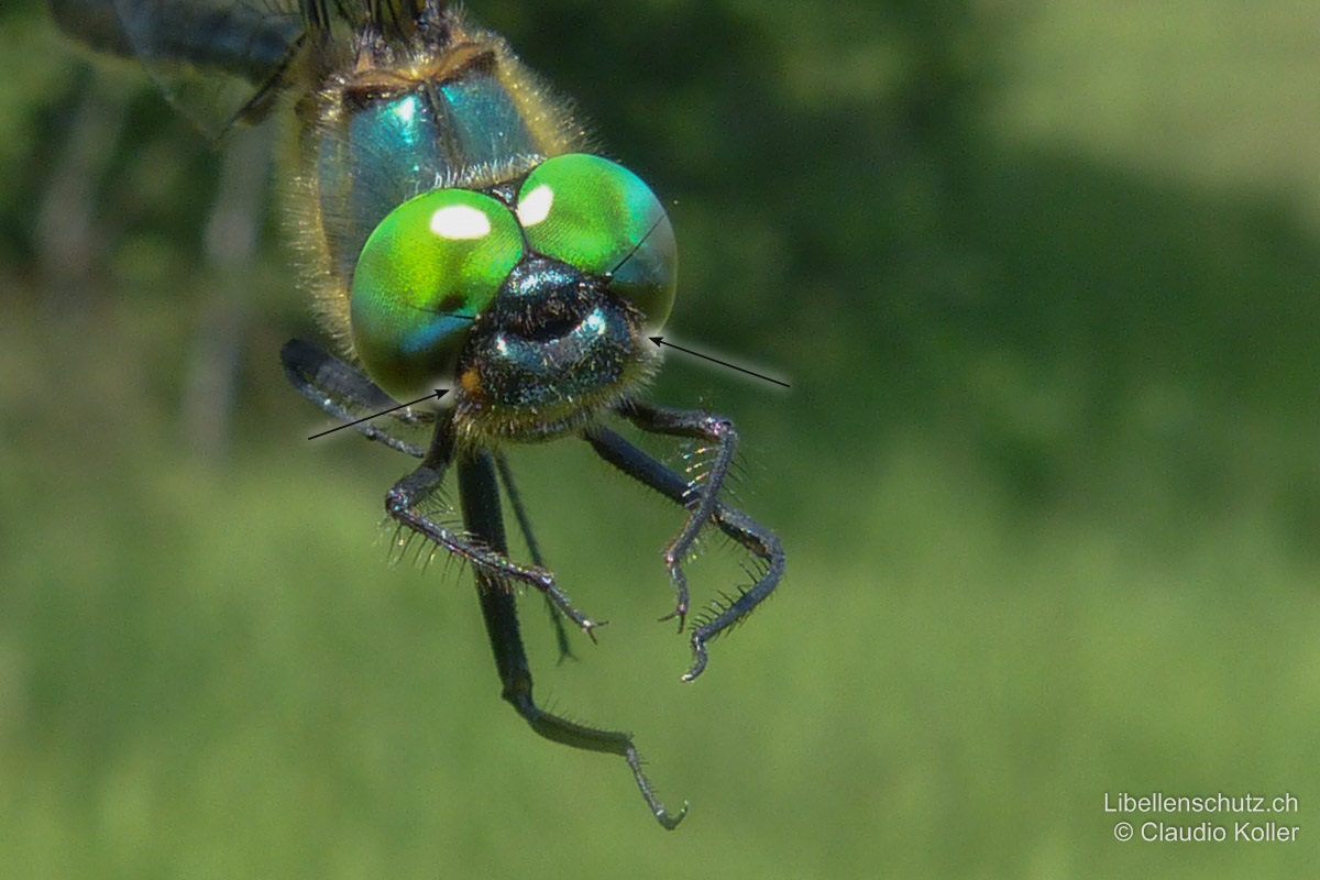 Arktische Smaragdlibelle (<i>Somatochlora arctica</i>), Männchen. Die Stirn ist schwarz, mit zwei kleinen gelben Seitenflecken.