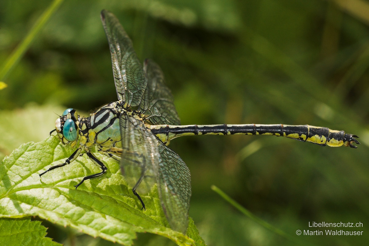 Stylurus flavipes – Eurasische Keulenjungfer - Libellenschutz