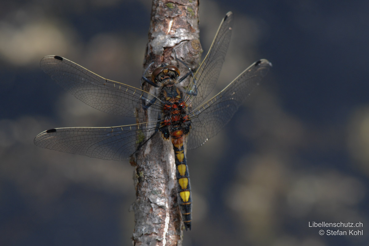 Grosse Moosjungfer (<i>Leucorrhinia pectoralis</i>), Männchen. Bei den Männchen verfärben sich die Flecken im Verlauf ihres Lebens von Gelb über Orange zu dunklem Rotbraun. Nur der Fleck auf S7 bleibt gelb.