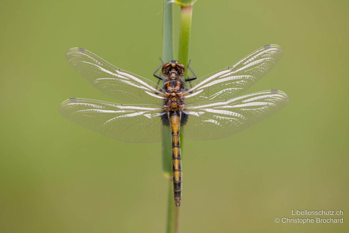 Grosse Moosjungfer (<i>Leucorrhinia pectoralis</i>), Jungtier. Frisch geschlüpfte Männchen sind anfangs stets wie Weibchen gefärbt.