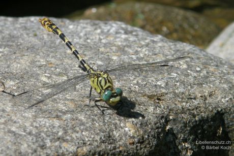 Onychogomphus forcipatus unguiculatus
