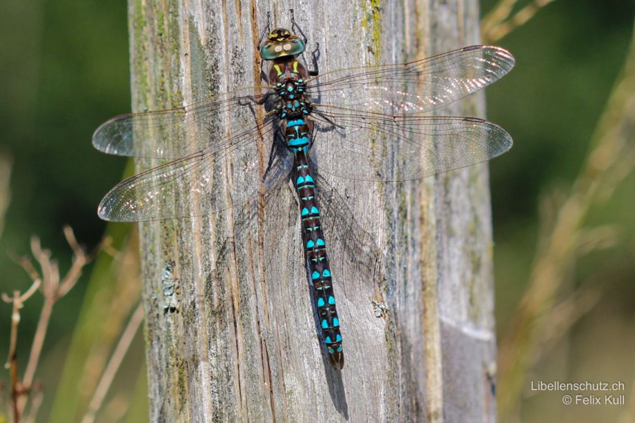 Aeshna juncea