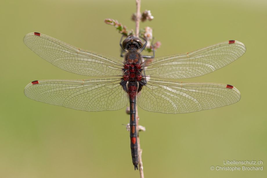 Leucorrhinia rubicunda