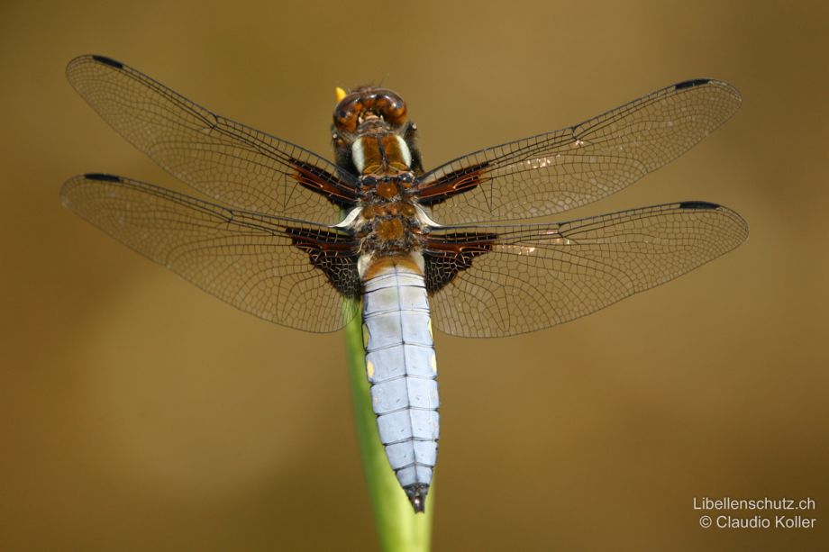 Libellula depressa