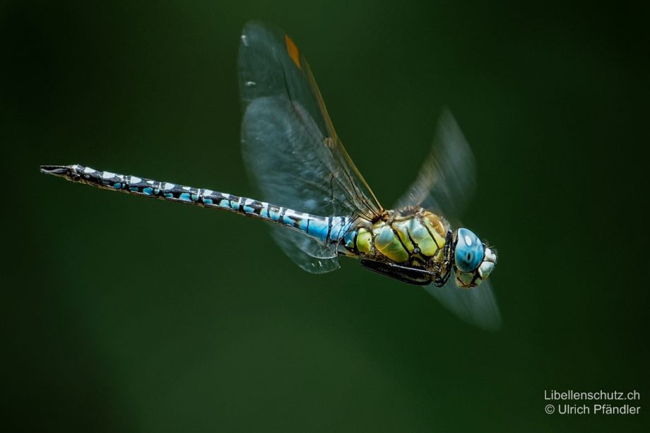 Aeshna affinis
