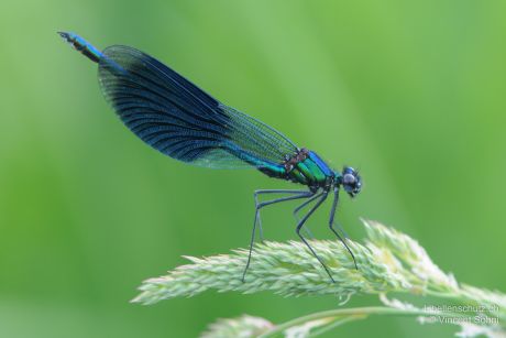 Calopteryx splendens