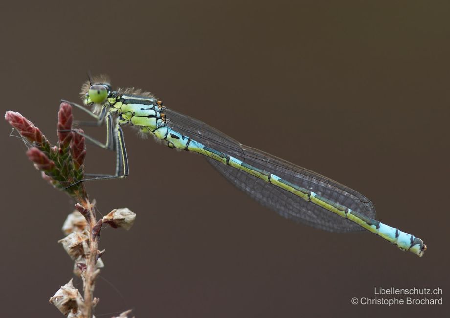 Coenagrion lunulatum