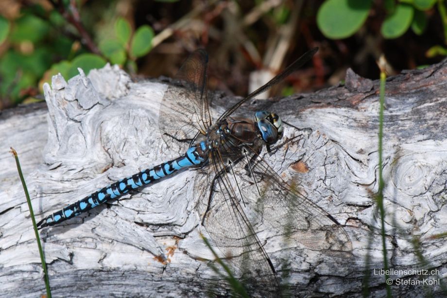 Aeshna caerulea