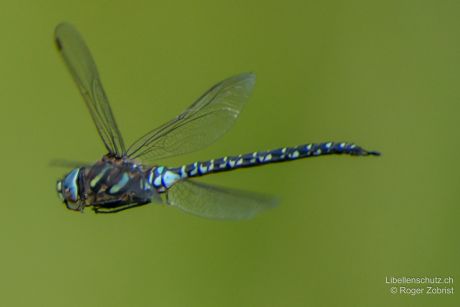 Aeshna subarctica