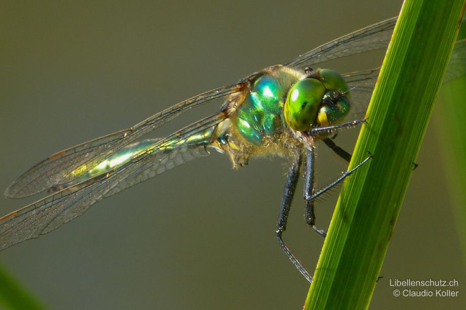 Somatochlora metallica