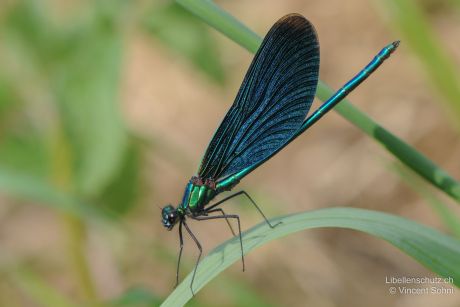 Calopteryx virgo virgo