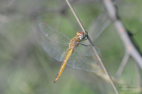 Pantala flavescens