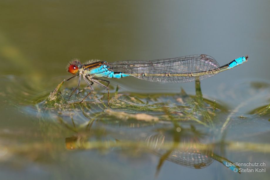 Erythromma viridulum
