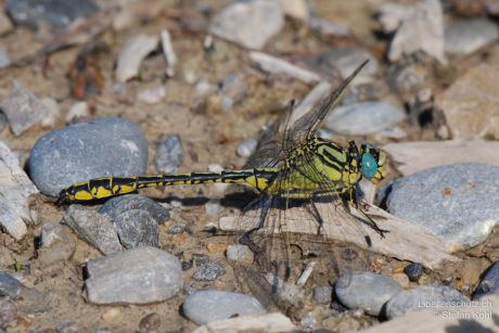 Gomphus simillimus