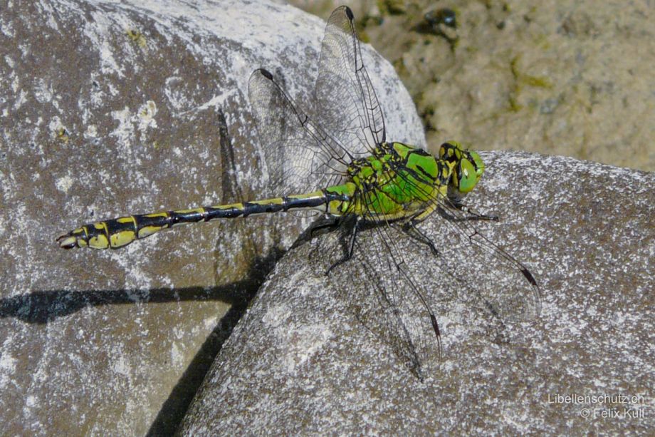 Ophiogomphus cecilia