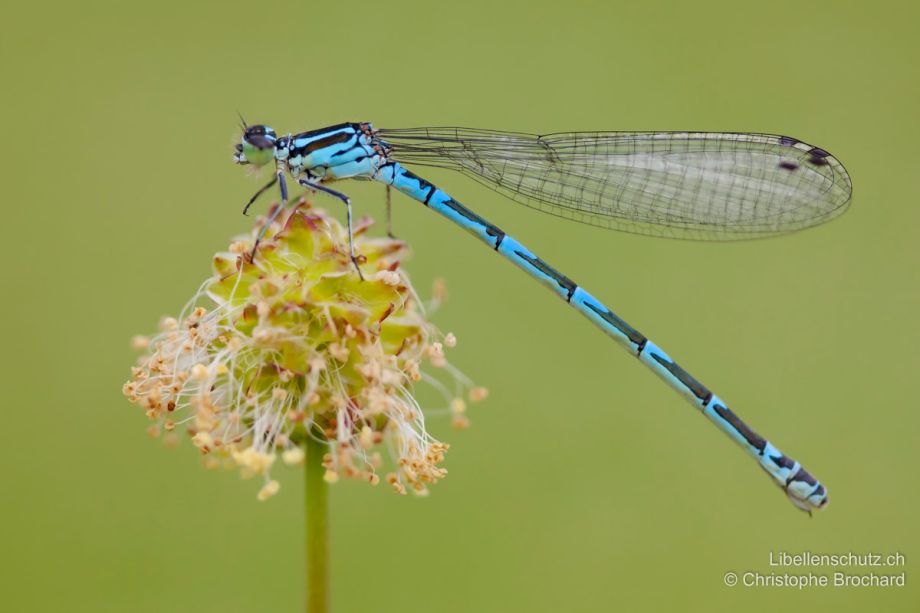 Coenagrion ornatum