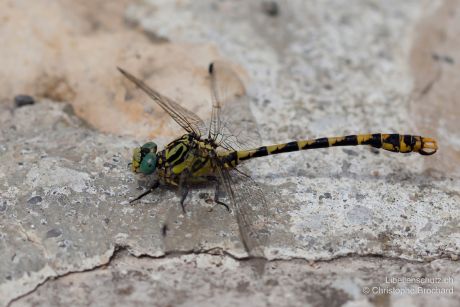 Onychogomphus uncatus