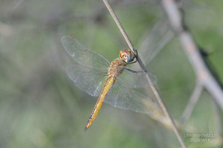 Pantala flavescens