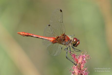 Sympetrum sanguineum