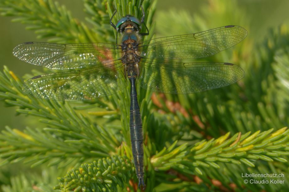 Somatochlora arctica