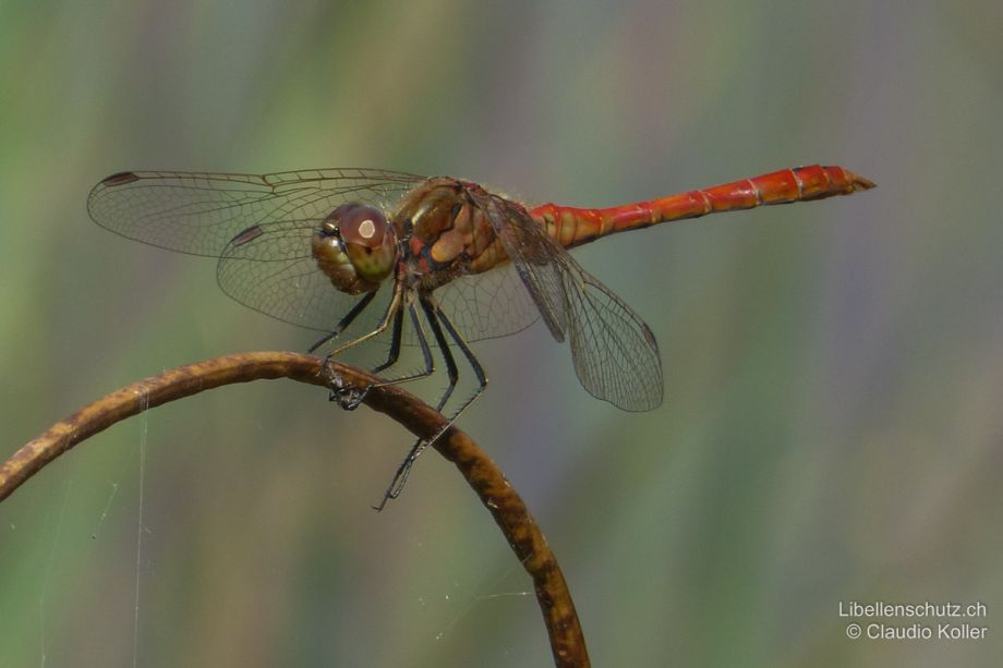 Sympetrum vulgatum
