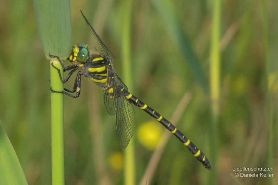 Cordulegaster boltonii