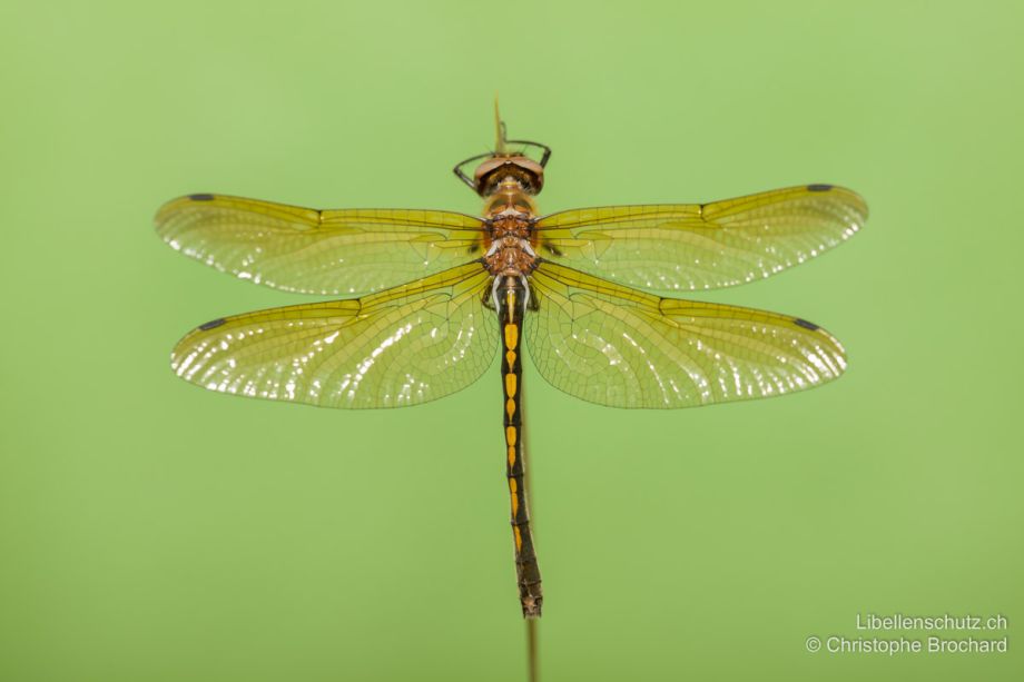 Oxygastra curtisii