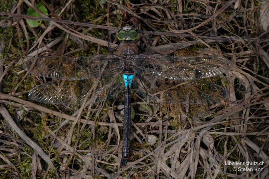 Anax parthenope