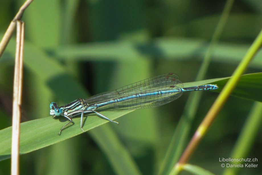 Platycnemis pennipes