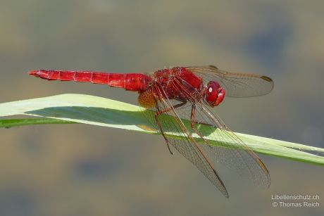 Crocothemis erythraea