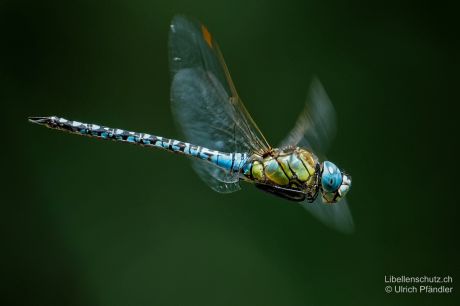 Aeshna affinis