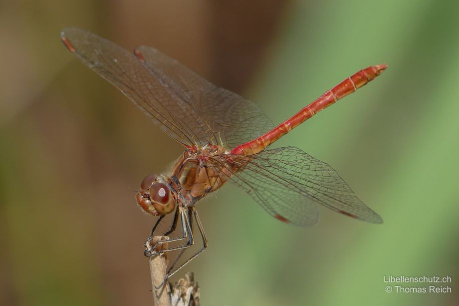 Sympetrum meridionale