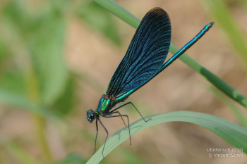 Calopteryx virgo virgo – Blauflügel-Prachtlibelle