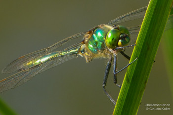 Somatochlora metallica – Glänzende Smaragdlibelle