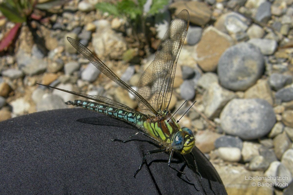 Früher Schilfjäger (Brachytron pratense), Männchen. Augen blau. Thorax braun, mit langen grünen Antehumeralstreifen.