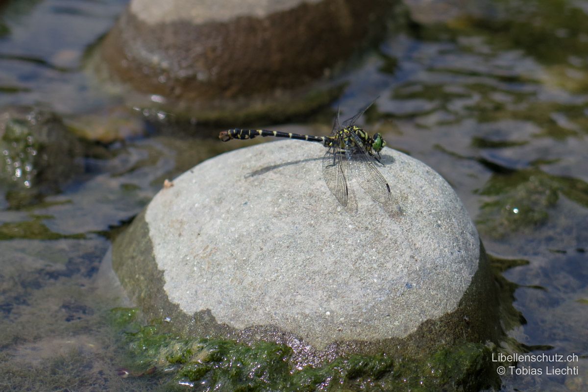 Kleine Zangenlibelle (Onychogomphus forcipatus forcipatus), Männchen. Männchen besetzen Reviere am Wasser und verteidigen diese von Sitzwarten wie Ästen oder Steinen aus.