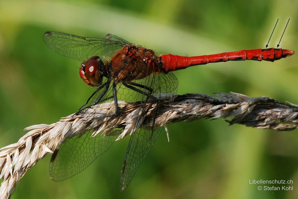 Blutrote Heidelibelle (Sympetrum sanguineum), Männchen. Ältere Exemplare sind tief blutrot gefärbt. Auch Thorax, Augen und Gesicht sind komplett rot. Abdomen oberseits mit schwarzen Flecken auf S8 und S9.