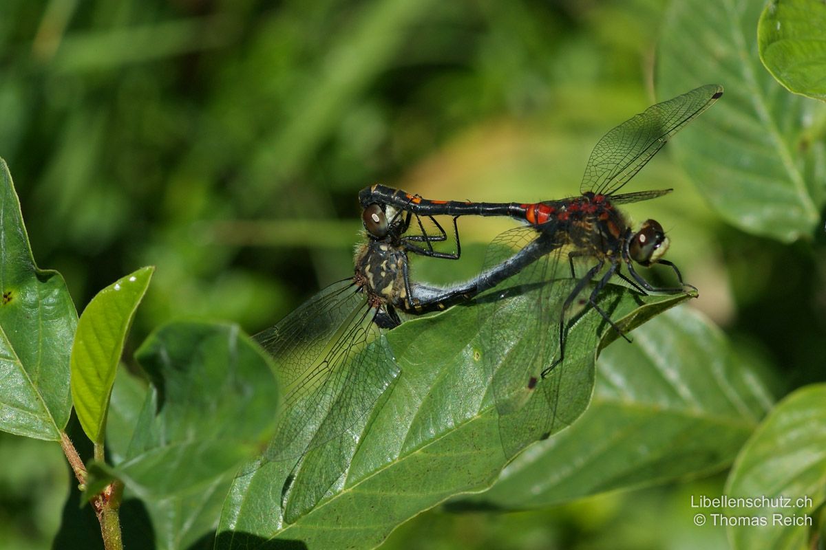 Kleine Moosjungfer (Leucorrhinia dubia), Paarungsrad.