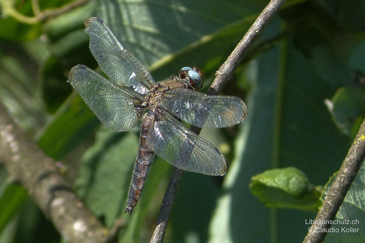 Spitzenfleck (Libellula fulva), Weibchen. Alte Weibchen gleichen alten Männchen: Abdomen dunkelbraun mit leicht bläulicher Bereifung, Augen milchig grau.