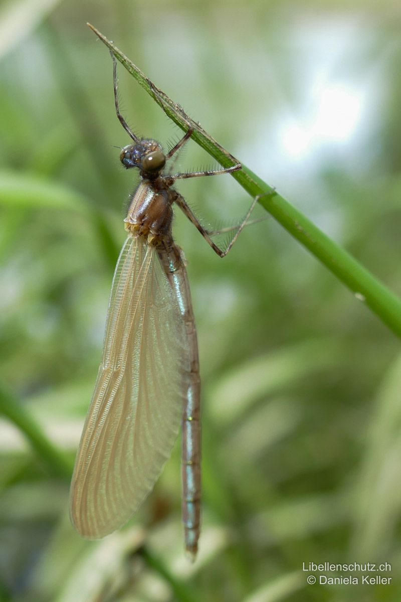 Blauflügel-Prachtlibelle (Calopteryx virgo), Jungtier. Frisch geschlüpftes Exemplar, noch vollkommen farblos. Die Art ist so nur schwer von anderen Arten der Gattung Calopteryx zu unterscheiden. Einzig die relativ breiten Flügel weisen auf Calopteryx virgo hin.