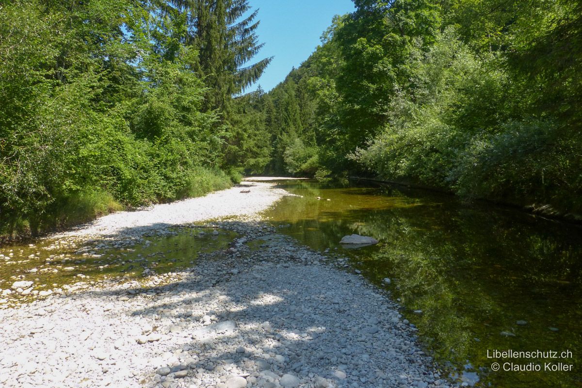 Töss bei Wila ZH. Im Sommer verschwindet ein grosser Teil des oberflächlichen Wassers und fliesst nur noch unterirdisch. Es verbleiben stehende Pools, streckenweise ist der Fluss auch ganz trocken. Für Libellen sind austrocknende Flüsse wenig geeignet.