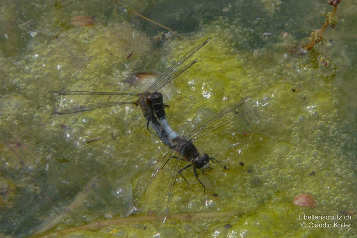 Zierliche Moosjungfer (Leucorrhinia caudalis), Paarungsrad.