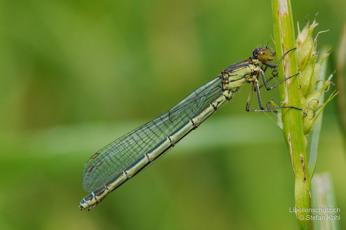 Grosses Granatauge (Erythromma najas), Weibchen. Oberseite fast vollständig schwarz, Unterseite gelb, später grünlich. Augen braun-rötlich.