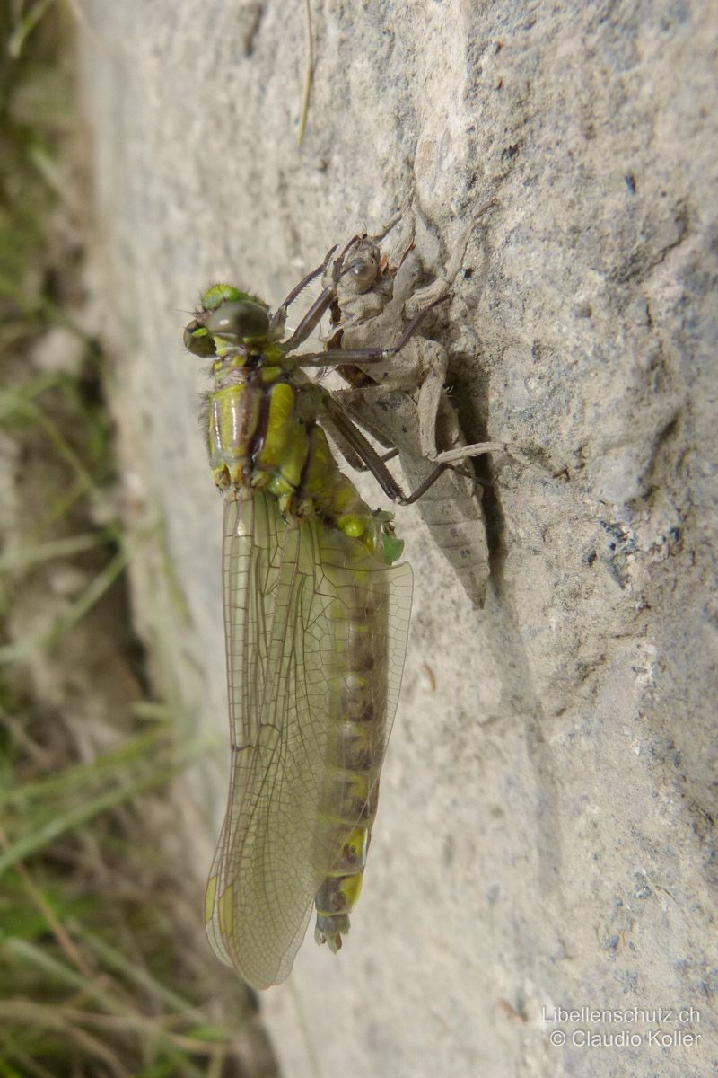 Gemeine Keiljungfer (Gomphus vulgatissimus), Jungtier. Frisch geschlüpftes Tier mit Exuvie.