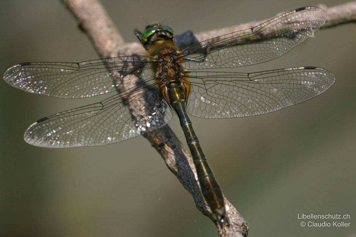 Falkenlibelle (Cordulia aenea), Männchen. Körper dunkelgrün metallisch glänzend. Augen leuchtend smaragdgrün. Flügelbasen safrangelb getönt.