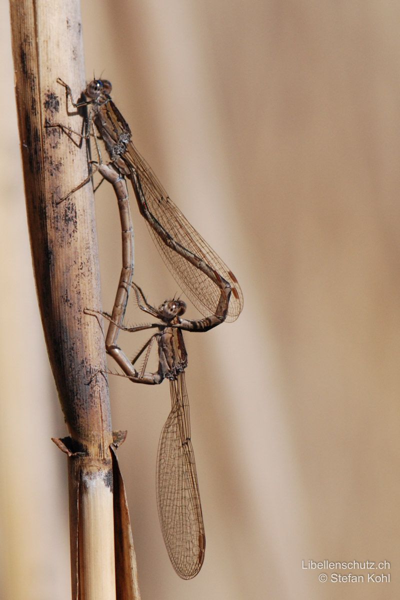 Sibirische Winterlibelle (Sympecma paedisca), Paarungsrad.