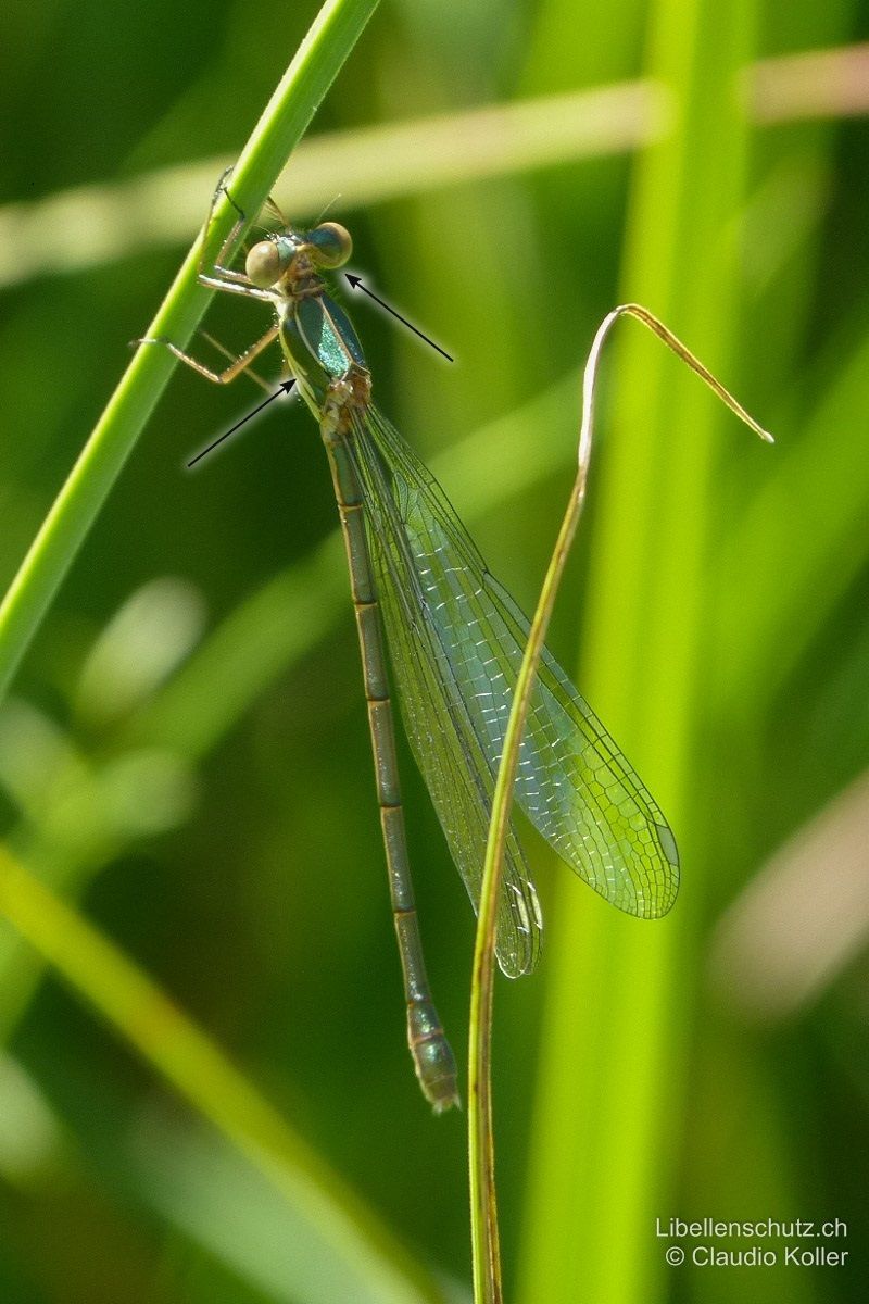 Weidenjungfer (Chalcolestes viridis), Weibchen. Frisch geschlüpftes Weibchen. Die Flügel sind hier nicht vollständig abgespreizt. Der gelbe Hinterkopf bei jungen Exemplaren kann zu Verwechslungen mit Lestes virens oder Lestes barbarus führen. Die spornartige Zeichnung auf der Brustseite ist aber eindeutig.