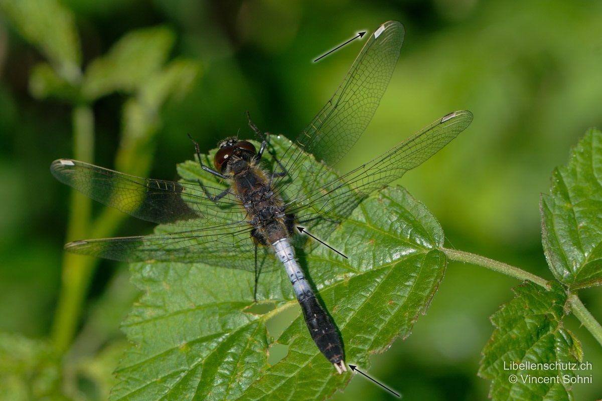 Zierliche Moosjungfer (Leucorrhinia caudalis), Männchen. Hinterleib ausgeprägt keulenförmig, mit weissen Anhängen. Schwarze Flecken an Hinterflügelbasis (Gattungsmerkmal). Pterostigmen weiss.